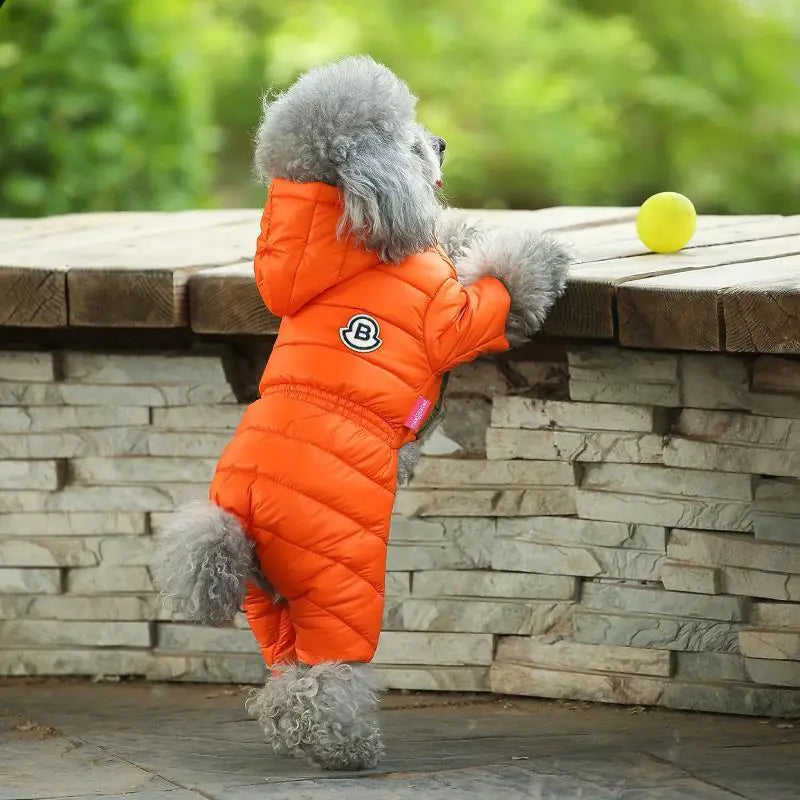 Winter Coats for Small Dogs: Teddy & Bichon Styles