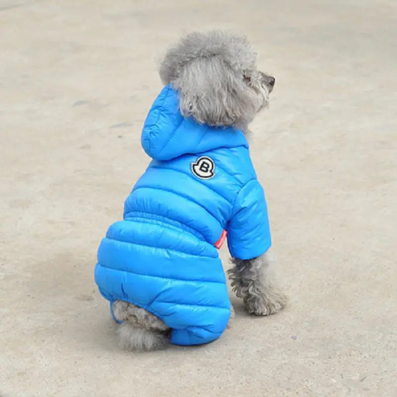 Winter Coats for Small Dogs: Teddy & Bichon Styles