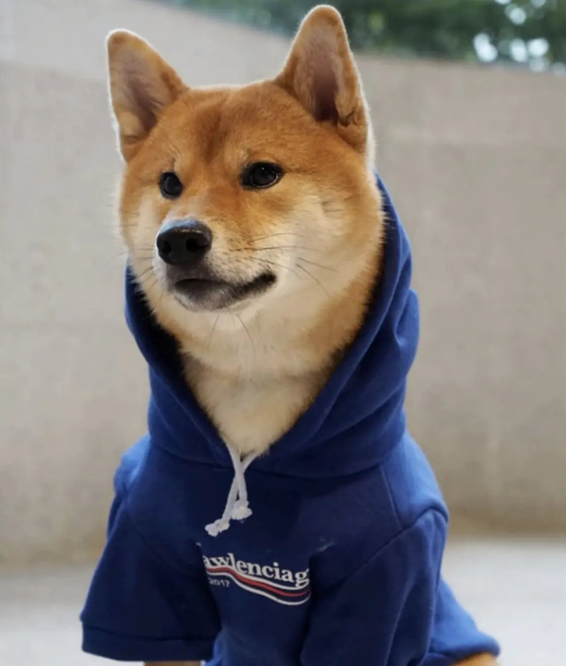 Woofwhite Fashion Bulldog Pet Hoodie for Fall/Winter