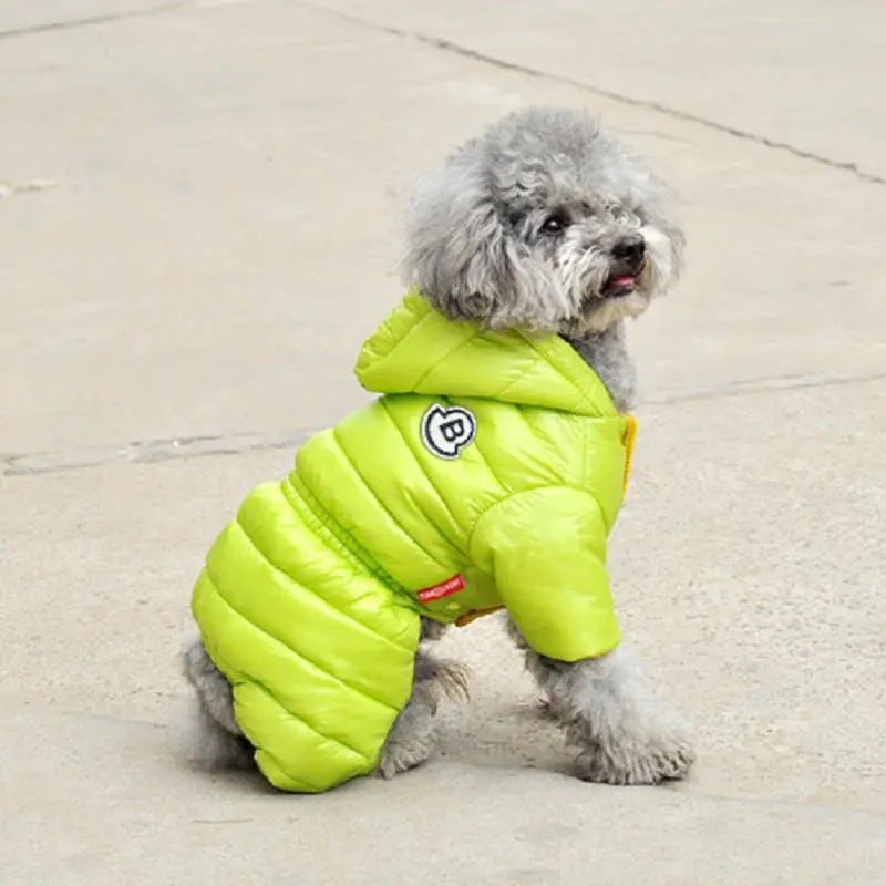 Winter Coats for Small Dogs: Teddy & Bichon Styles