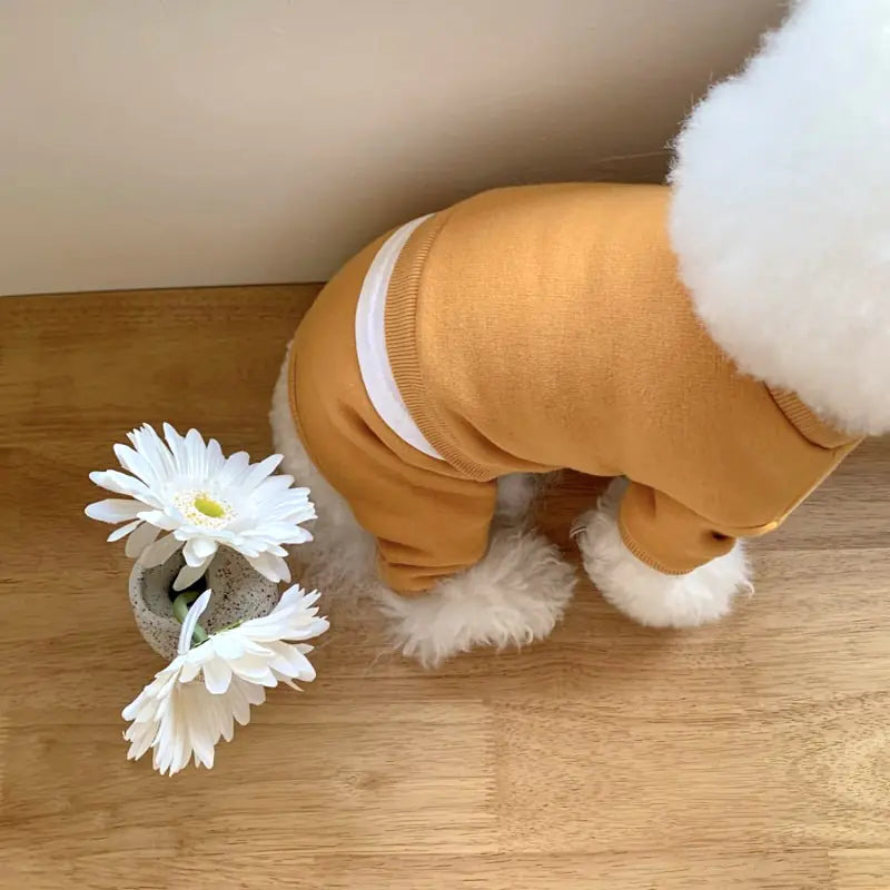 Pet Clothes for Small Dogs - Fall/Winter Collection
