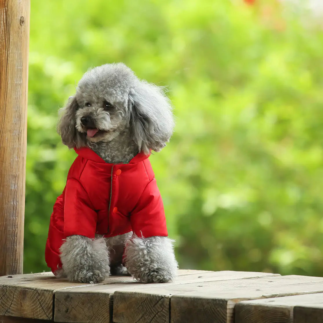 Winter Coats for Small Dogs: Teddy & Bichon Styles